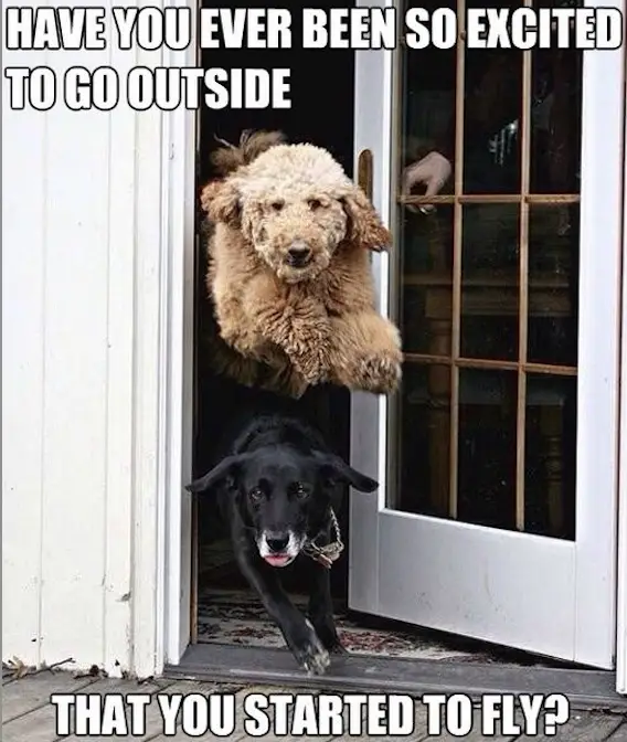 Labrador Poodle Fun